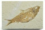 Detailed Fossil Fish (Knightia alta) - Wyoming #349569-1